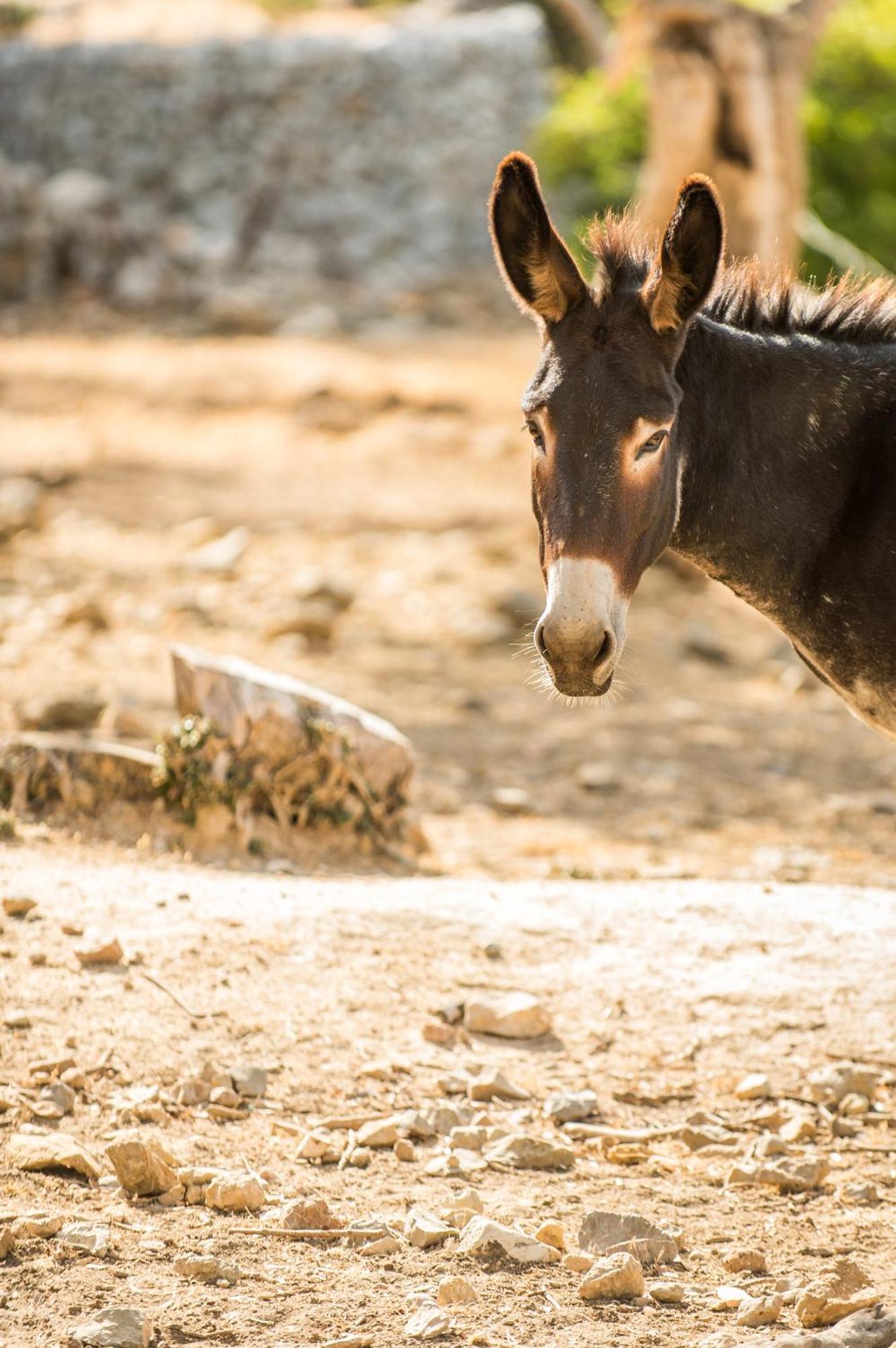 Agroturismo Muleta De Ca S'Hereu Puerto de Sóller 외부 사진